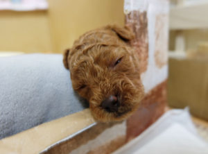 癒し系　子犬　トイプードル