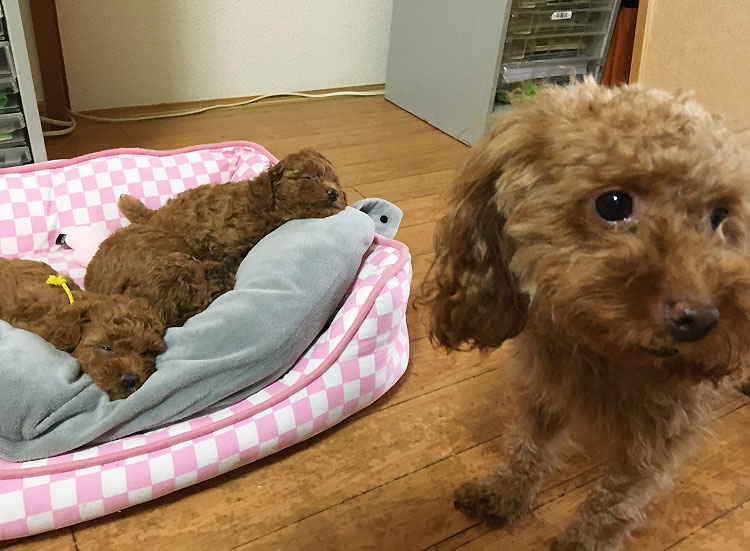 トイプードルの子犬の3姉妹　生後40日目となりました。（2020年6月20日）