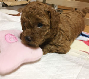 トイプードル子犬　生後30日目