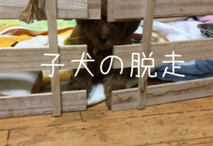 トイプードル　子犬の脱走
