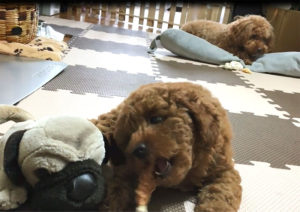 トイプードル子犬　初めてのおやつ