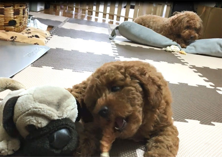 はじめてのおやつをあげてみました。　生後70日目のトイプードルの子犬