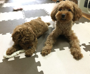 トイプードルそっくり親子