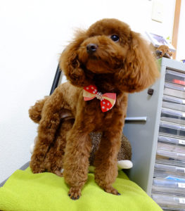 犬アクセサリー　プードル