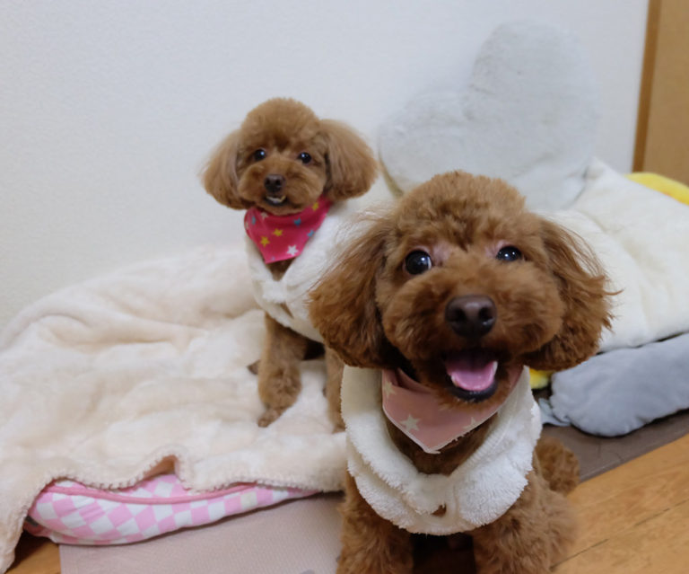 テレビを見る犬（トイプードル）ある日の日常（2023年12月）